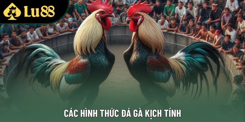 Các hình thức đá gà kịch tính