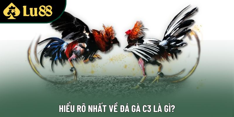 Hiểu rõ nhất về đá gà C3 là gì? Hiểu rõ nhất về đá gà C3 là gì?