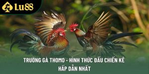 Trường Gà Thomo - Hình Thức Đấu Chiến Kê Hấp Dẫn Nhất